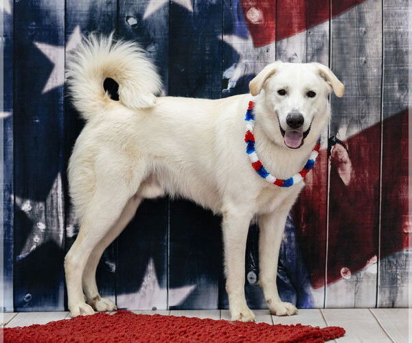 Medium Photo #5 Labrenees Puppy For Sale in Rootstown, OH, USA