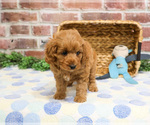 Small #18 Cavapoo (Miniature)