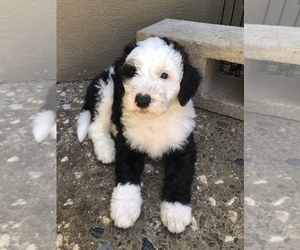 Sheepadoodle Puppy for Sale in SANGER, California USA