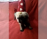 Small Photo #14 Pug Puppy For Sale in AIKEN, SC, USA