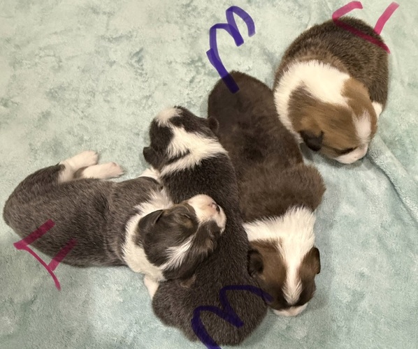 Medium Photo #1 American Corgi Puppy For Sale in PRYOR, OK, USA