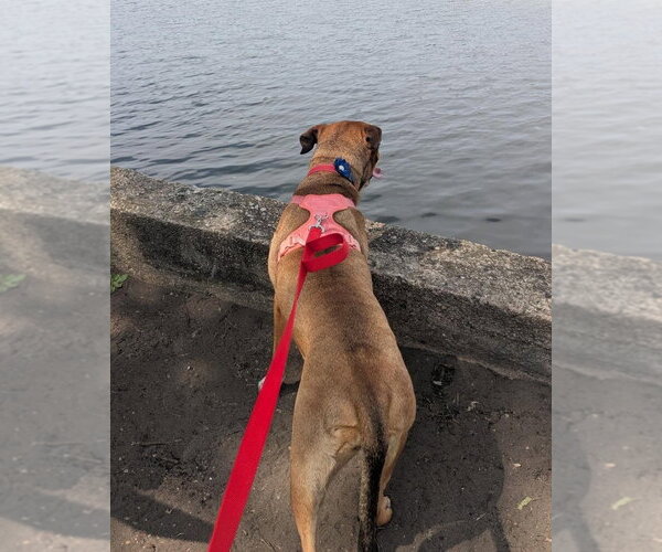 Medium Photo #10 Rottweiler-Unknown Mix Puppy For Sale in Muskegon, MI, USA