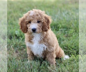 Goldendoodle (Miniature) Puppy for sale in GORDONVILLE, PA, USA