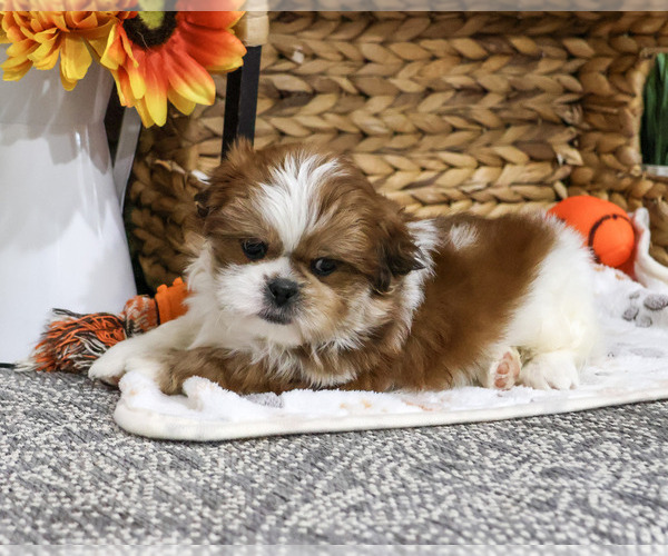 Medium Photo #5 Shih Tzu Puppy For Sale in SYRACUSE, IN, USA
