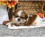 Scarecrow - Male Shih Tzu Puppy for Sale - Photo #5