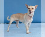 Small #1 Chihuahua