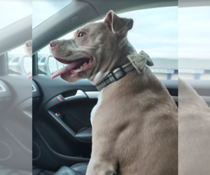 Mimosa - Female American Staffordshire Terrier-Unknown Mix Dog for Adoption - Photo #4