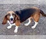Small #5 Basset Hound