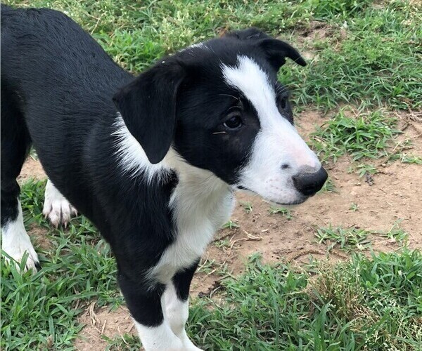 Medium Photo #2 Border Collie Puppy For Sale in WILLS POINT, TX, USA
