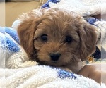 Small #1 Cavapoo