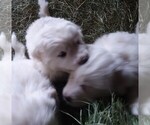 Small Photo #5 Great Pyrenees Puppy For Sale in RONAN, MT, USA