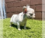 Small Photo #59 French Bulldog Puppy For Sale in DETROIT, MI, USA