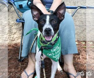 Jack Chi Dogs for adoption in Washington, DC, USA