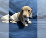 Small Photo #2 Dachshund Puppy For Sale in DALLAS, GA, USA