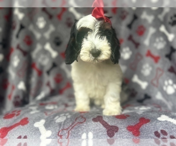 Medium Photo #2 Cock-A-Poo Puppy For Sale in LAKELAND, FL, USA