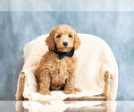 Puppy 1 Poodle (Toy)