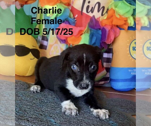 Medium Photo #3 Chimation Puppy For Sale in Virginia Beach, VA, USA