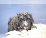 Small Photo #7 Bernedoodle Puppy For Sale in GREAT FALLS, MT, USA