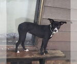 Small #1 Labrador Retriever Mix