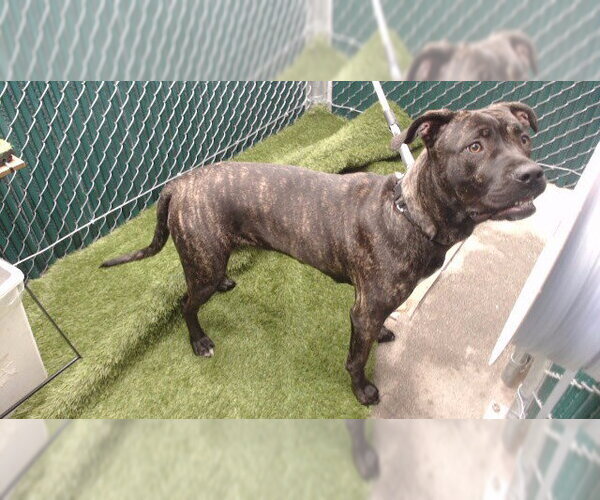 Medium Photo #1 Mutt Puppy For Sale in Downey, CA, USA