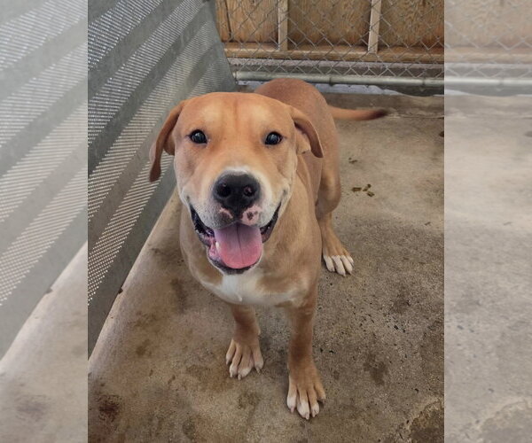 Medium Photo #1 Mutt Puppy For Sale in El Centro, CA, USA
