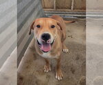 Waddles - Male Mutt Dog for Adoption - Small photo