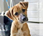 Small #2 Labrador Retriever Mix