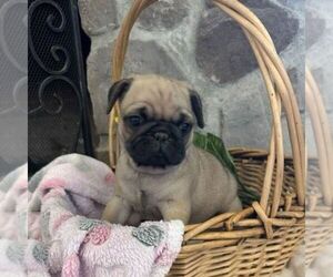 Pug Puppy for sale in GREENCASTLE, PA, USA