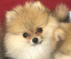 Pomeranian Puppy for Sale in TOWNSEND, Massachusetts USA