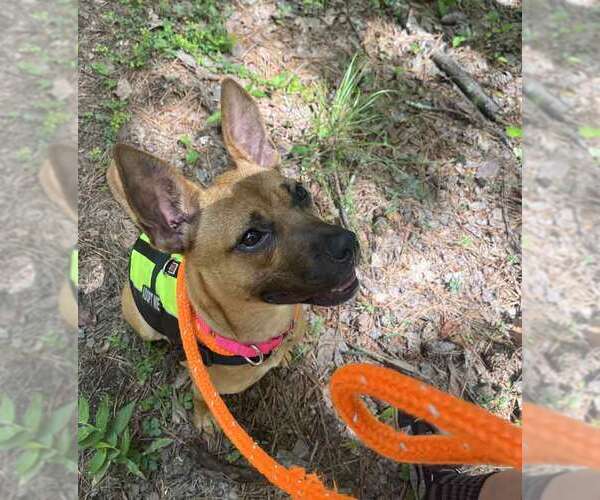 Medium Photo #2 Mutt Puppy For Sale in Kennesaw, GA, USA