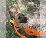 Small #1 Mutt
