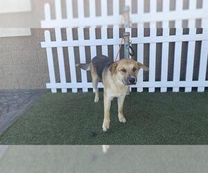 German Shepherd Dog-Unknown Mix Dogs for adoption in Modesto, CA, USA