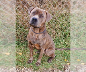 Mutt Dogs for adoption in Lake City, MI, USA