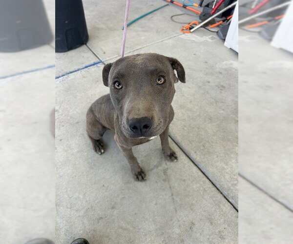 Medium Photo #1 Mutt Puppy For Sale in Bakersfield, CA, USA