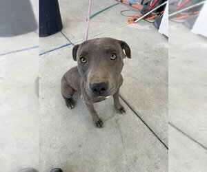 Mutt Dogs for adoption in Bakersfield, CA, USA