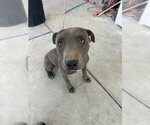 Small Mutt