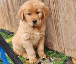 Small Photo #2 Golden Retriever Puppy For Sale in MERIDIAN, ID, USA