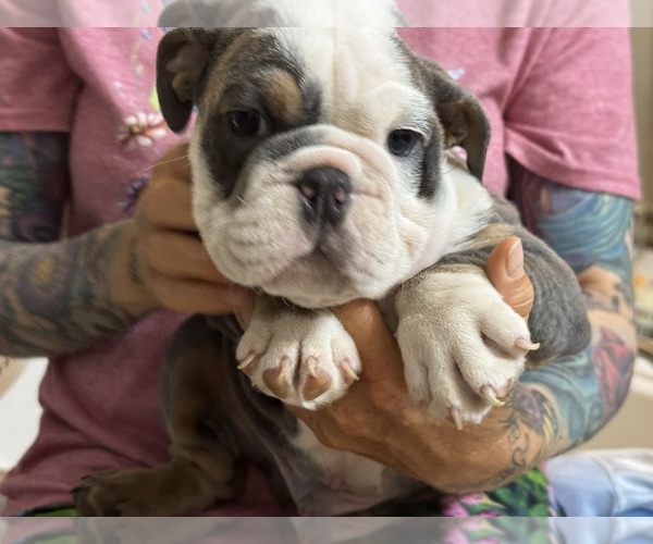 Medium Photo #2 Bulldog Puppy For Sale in LEHIGH ACRES, FL, USA