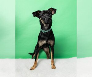 Miniature Pinscher-Unknown Mix Dogs for adoption in Greenville, SC, USA