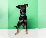 Small Photo #1 Miniature Pinscher-Unknown Mix Puppy For Sale in Greenville, SC, USA