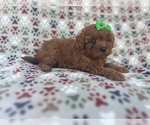 Small #1 Cavapoo