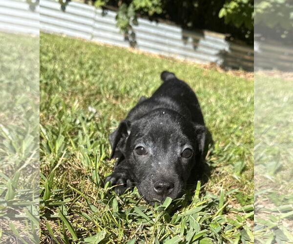 Medium Photo #3 Mutt Puppy For Sale in Royal Palm Beach, FL, USA