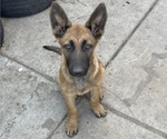Puppy 2 Malinois