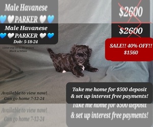 Havanese Puppy for sale in TUCSON, AZ, USA