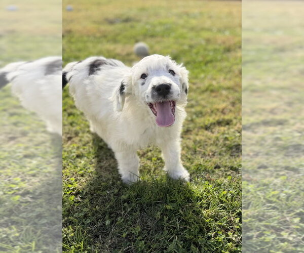 Medium Photo #4 Labsky Puppy For Sale in Aurora, IN, USA