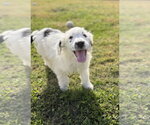 Small Photo #4 Labsky Puppy For Sale in Aurora, IN, USA