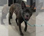 Small Labrador Retriever Mix