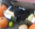 Small Photo #6 Goberian Puppy For Sale in HEBRON, NE, USA