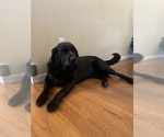 Small #2 Golden Labrador