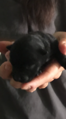 Scottish Terrier Puppy for sale in SHALLOTTE, NC, USA